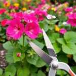 Jak przycinać geranium? Praktyczny poradnik dla każdego ogrodnika